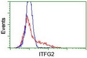 HEK293T cells transfected with either RC200818 overexpress plasmid (Red) or empty vector control plasmid (Blue) were immunostained by anti-ITFG2 antibody (ABIN2454683), and then analyzed by flow cytometry. (ITFG2 Antikörper)