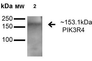 Western blot analysis of Rat Brain cell lysates showing detection of 153. (PIK3R4 Antikörper  (AA 1314-1325) (Alkaline Phosphatase (AP)))