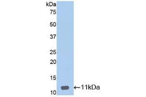 Western blot analysis of recombinant Mouse DEFb1.