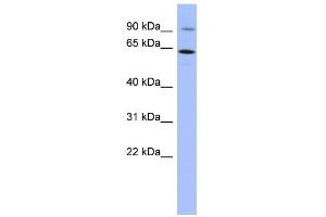 WB Suggested Anti-ZNF778 Antibody Titration:  0. (ZNF778 Antikörper  (N-Term))