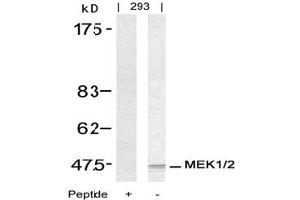 Image no. 3 for anti-Mitogen-Activated Protein Kinase Kinase 1 (MAP2K1) (Ser217) antibody (ABIN197430) (MEK1 Antikörper  (Ser217))