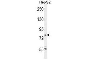 CORO7 Antibody (N-term) western blot analysis in HepG2 cell line lysates (35µg/lane).