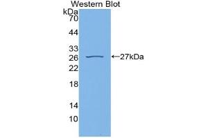 Western blot analysis of recombinant Rat CYPD. (PPID Antikörper  (AA 7-191))