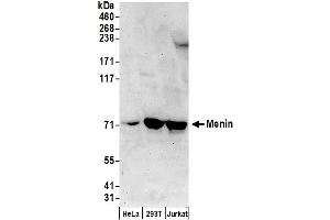 Western Blotting (WB) image for anti-Multiple Endocrine Neoplasia 1 (MEN1) (AA 500-550) antibody (ABIN7451039)