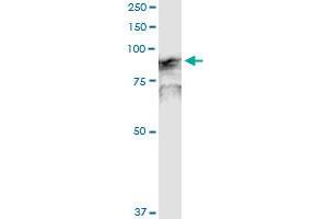 Immunoprecipitation (IP) image for anti-Golgin A1 (GOLGA1) (AA 1-767) antibody (ABIN950003)