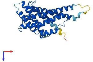 PEX11G Protein (AA 1-241) (His tag)