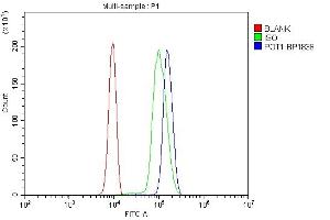 anti-Protection of Telomeres 1 (POT1) (AA 15-638) antibody