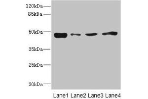 Western blot All lanes: PDK3 antibody at 1. (PDK3 Antikörper  (AA 137-406))