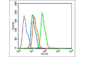 HepG2 cells were fixed with 4% PFA for 10min at room temperature, and incubated in 5% BSA blocking buffer for 30 min at room temperature. (BDNF Antikörper  (AA 151-247))