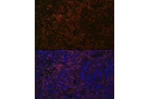 Immunofluorescence analysis of mouse spleen using SHP1 Rabbit mAb (ABIN7269716) at dilution of 1:100 (40x lens). (SHP1 Antikörper)