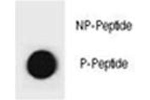 Dot blot analysis of phospho-Cyclin B3 antibody. (Cyclin B3 Antikörper  (pSer284))