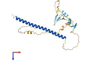 AFT1 Protein (AA 1-271) (His tag)