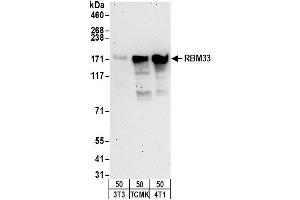 Western Blotting (WB) image for anti-RNA Binding Motif Protein 33 (RBM33) (AA 500-550) antibody (ABIN7453180) (RBM33 Antikörper  (AA 500-550))