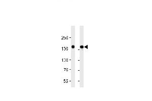 VEGFR3 Antibody (ABIN1882290 and ABIN2843609) western blot analysis in 293 and A549 cell line lysates (35 μg/lane). (FLT4 Antikörper  (AA 1-439))