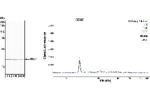 Western Blotting (WB) image for anti-CD247 Molecule (CD247) (C-Term) antibody (ABIN7454039) (Rekombinanter CD247 Antikörper  (C-Term))