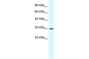 Western Blotting (WB) image for anti-Mortality Factor 4 Like 2 (MORF4L2) antibody (ABIN2460791) (MORF4L2 Antikörper)