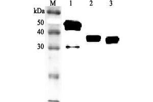 Western blot analysis using anti-Clusterin (human), pAb  at 1:2'000 dilution. (Clusterin Antikörper  (Nuclear))