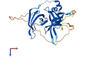 Spindlin 1 Protein (SPIN1) (AA 1-262) (His tag)