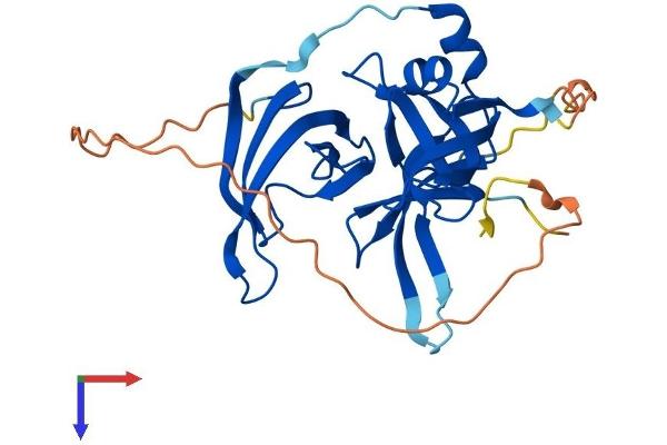 Spindlin 1 Protein (SPIN1) (AA 1-262) (His tag)