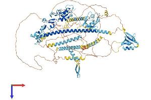 PDZRN3 Protein (AA 1-1063) (His tag)