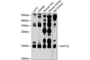 Western blot analysis of extracts of various cell lines, using MCFD2 antibody (ABIN6128222, ABIN6143636, ABIN6143637 and ABIN6214609) at 1:1000 dilution.