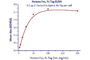 Immobilized Human Fas Ligand, His Tag  with a linear range of 1. (FAS Protein (AA 26-173) (Fc Tag))