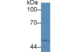 Detection of CALR in Human HL60 cell lysate using Polyclonal Antibody to Calreticulin (CALR) (Calreticulin Antikörper  (AA 196-310))