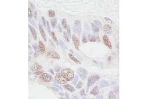 Immunohistochemistry (IHC) image for anti-Prohibitin 2 (PHB2) (AA 1-50) antibody (ABIN7453408)