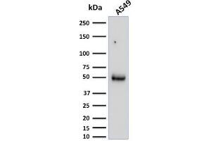 Western Blot Analysis of A549 cell lysate using CD14 Mouse Monoclonal Antibody (LPSR/2386). (CD14 Antikörper  (AA 25-148))