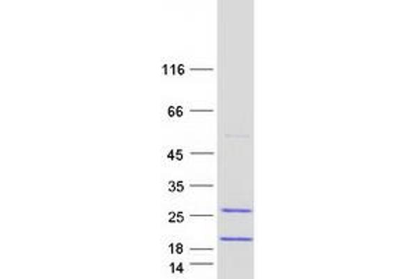 FAM103A1 Protein (Myc-DYKDDDDK Tag)