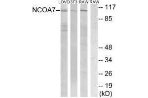 Western blot analysis of extracts from LOVO cells, 3T3 cells and RAW264. (NCOA7 Antikörper)