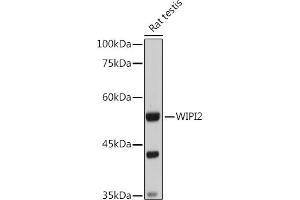 Western blot analysis of extracts of Rat testis, using WIPI2 antibody (ABIN6133278, ABIN6150223, ABIN6150225 and ABIN6223441) at 1:1000 dilution. (WIPI2 Antikörper  (AA 187-436))