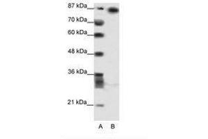 Image no. 1 for anti-Myoneurin (MYNN) (AA 281-330) antibody (ABIN202812)