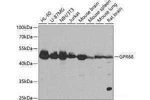 Western blot analysis of extracts of various cell lines using GPR68 Polyclonal Antibody at dilution of 1:1000. (GPR68 Antikörper)