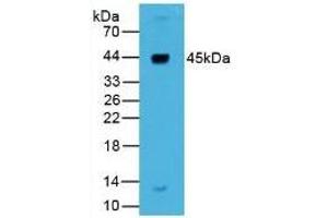 Rabbit Detection antibody from the kit in WB with Positive Control: Sample Human Liver lysate. (Renin ELISA Kit)