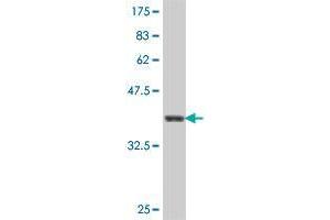 Western Blot detection against Immunogen (37. (WSB2 Antikörper  (AA 1-105))