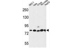 GPHN Antibody (Center) western blot analysis in MCF-7,Hela,NCI-H460,HepG2 cell line and mouse liver tissue lysates (35µg/lane). (Gephyrin Antikörper  (Middle Region))