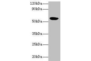 Western blot All lanes: HARS2 antibody at 2 μg/mL + Mouse kidney tissue Secondary Goat polyclonal to rabbit IgG at 1/10000 dilution Predicted band size: 57, 55 kDa Observed band size: 57 kDa (HARS2 Antikörper  (AA 34-506))