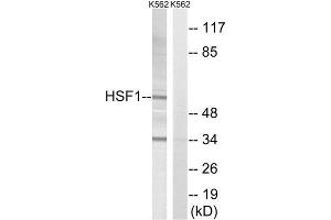 Western Blotting (WB) image for anti-Heat Shock Factor Protein 1 (HSF1) (Thr142) antibody (ABIN1848187) (HSF1 Antikörper  (Thr142))
