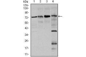 Western blot analysis using FOXO1 mouse mAb against Hela (1), HEK293 (2), MCF-7(3), and C6 (4) cell lysate.