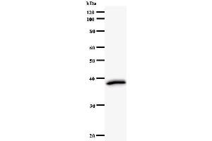 Western Blotting (WB) image for anti-Protein Arginine Methyltransferase 2 (PRMT2) antibody (ABIN931133) (PRMT2 Antikörper)
