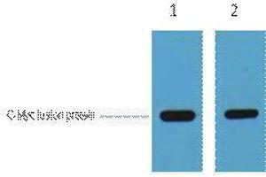 Western Blotting (WB) image for anti-Myc Tag antibody (ABIN3178729) (Myc Tag Antikörper)