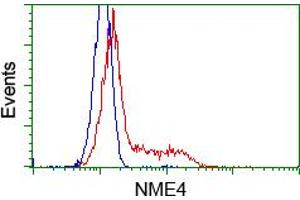 Flow Cytometry (FACS) image for anti-NME/NM23 Nucleoside Diphosphate Kinase 4 (NME4) antibody (ABIN1499779) (NME4 Antikörper)