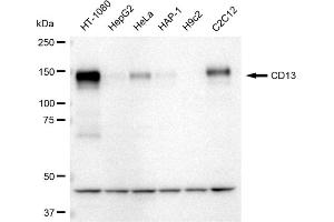Western blotting analysis using CD13 antibody (ABIN7797548). (Rekombinanter CD13 Antikörper)