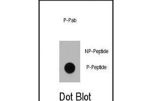 Dot blot analysis of anti-Dnmt1 Phospho-specific Pab (ABIN389901 and ABIN2839739) on nitrocellulose membrane. (DNMT1 Antikörper  (pSer714))