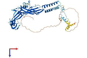 P2RX2 Protein (AA 1-485) (His tag)