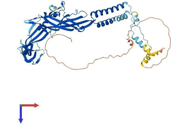 P2RX2 Protein (AA 1-485) (His tag)