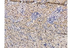 ABIN7096480 and ABIN7100544 at 1/100 staining mouse kidney tissue by IHC-P.