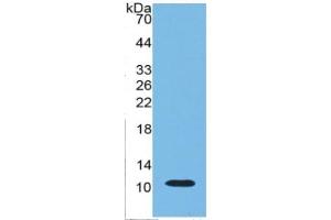 WB of Protein Standard: different control antibodies  against Highly purified E. (IDO ELISA Kit)