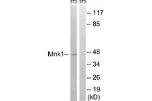 Western blot analysis of extracts from NIH-3T3 cells, treated with PMA 125ng/ml 30', using Mnk1 (Ab-385) Antibody. (MKNK1 Antikörper  (AA 351-400))